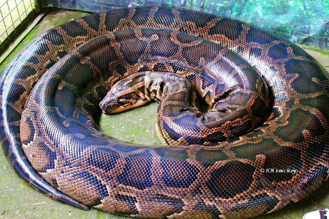 Bohol Tour with Bike Zip Adventure - Who Should Consider This Tour?