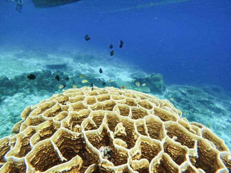 Bohol: Turtle Sanctuary Snorkeling Boat Tour with Lunch - The Ideal Trip for You