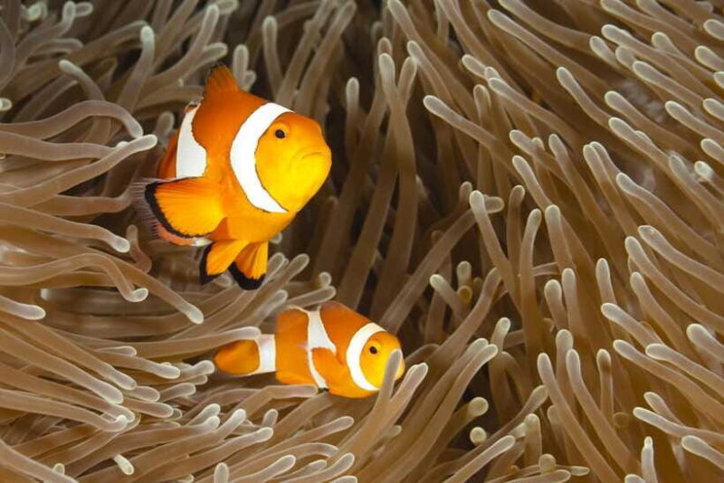 Bohol: Turtle Sanctuary Snorkeling Boat Tour with Lunch - Final Thoughts