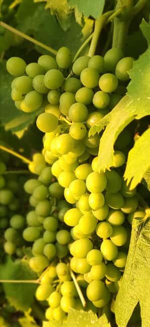 Bolgheri: Guided Walking Tour of the Village - Exploring Bolgheri: A Deep Dive into the Experience