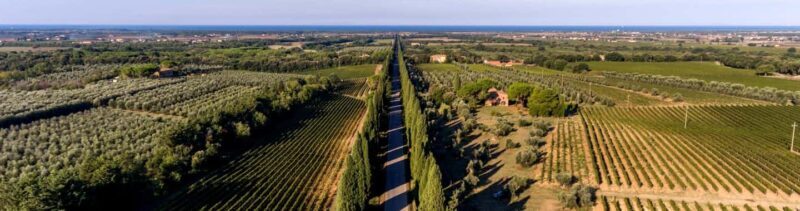 Bolgheri: Guided Walking Tour of the Village - Who Should Consider This Tour?