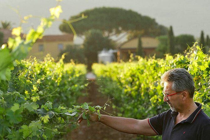 Bolgheri: Premium Wine Tasting with Winery Tour - FAQ