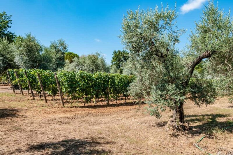 Bolgheri: Wine tasting at Podere Conca - Key Points