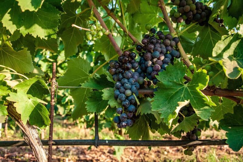 Bolgheri: Wine tasting at Podere Conca - FAQs