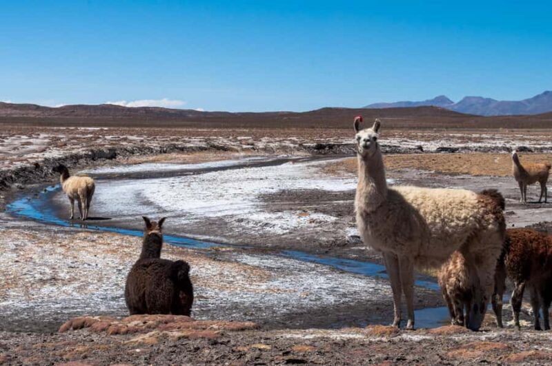 BOLIVIA: DISCOVER UYUNI SALT FLAT & TUNUPA VOLCANO IN 2D/1N - Key Points