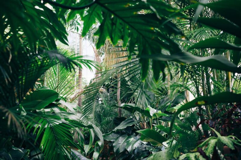 Bolivian Amazon: 3 days, Madidi Nat. Park with treetents - FAQ