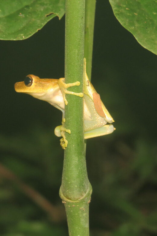 Bolivian Amazon: 3 days, Pampas & Awaisal community - Bolivias Amazon: 3 Days in Pampas & Awaisal Community