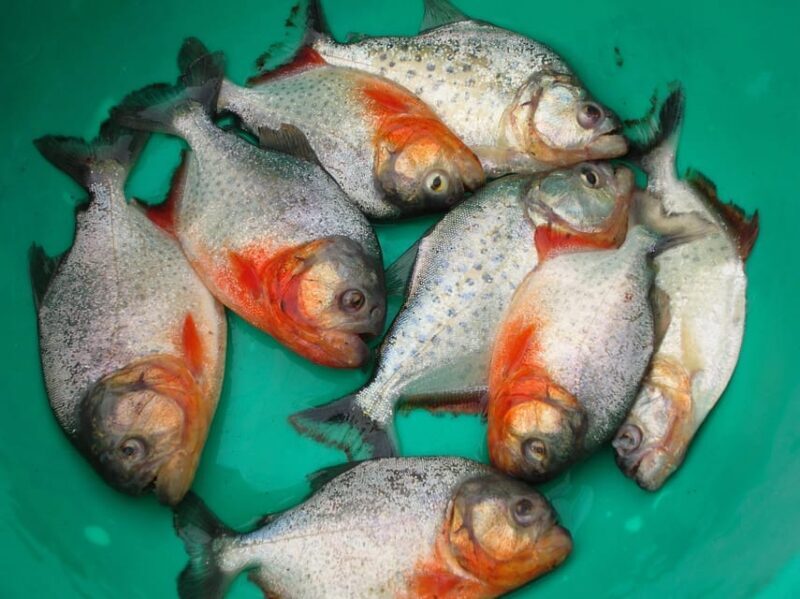 Bolivian Amazon: 3 days, Pampas & Awaisal community - Key Points