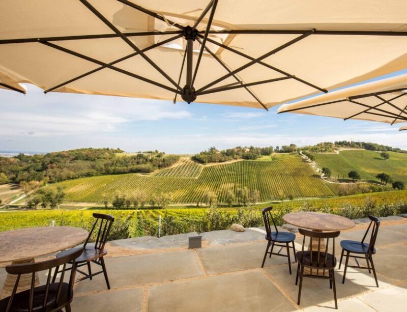 Bologna: Olive Grove and Vineyard Tour with Product Tastings - The Sum Up