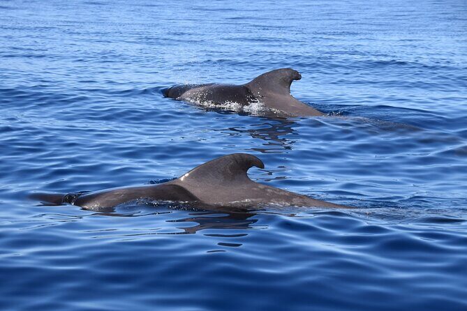 Bonadea II Ecological Whale Watching, 2 hours - The Sum Up