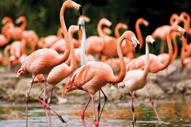 Bonaire Shore Excursion: The Bonaire Highlights Tour - Key Points