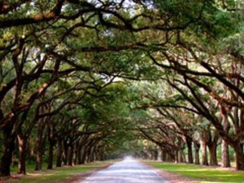 Bonaventure Cemetery & Wormsloe State Historic Site Tour - Who Should Consider This Tour?