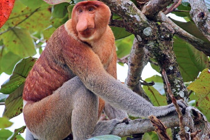 Bongawan River Cruise Proboscis Monkey, SkyMirror, Fireflies - Key Points