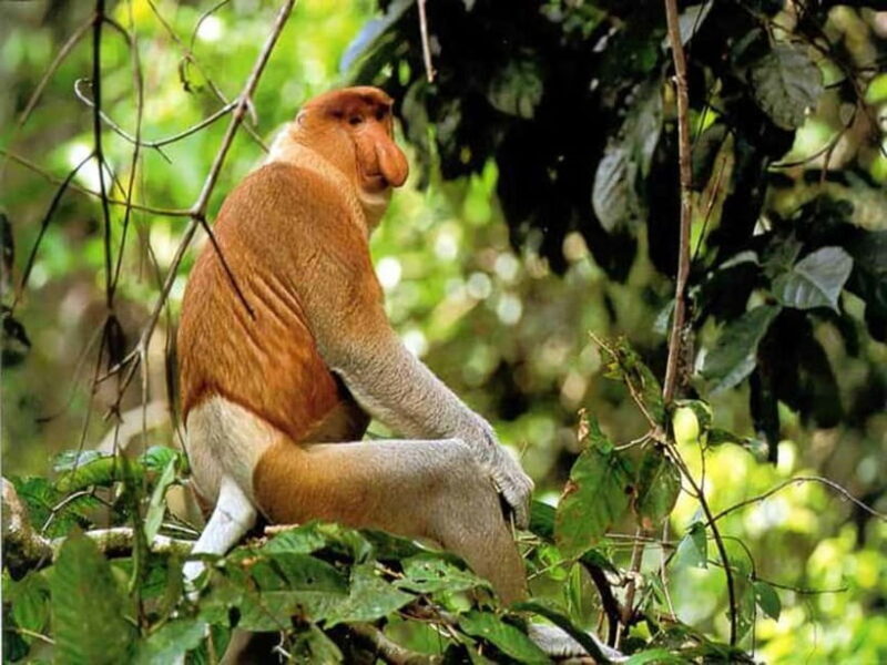 Bongawan Wetland: Proboscis Monkey and Fireflies Shared Tour - Key Points