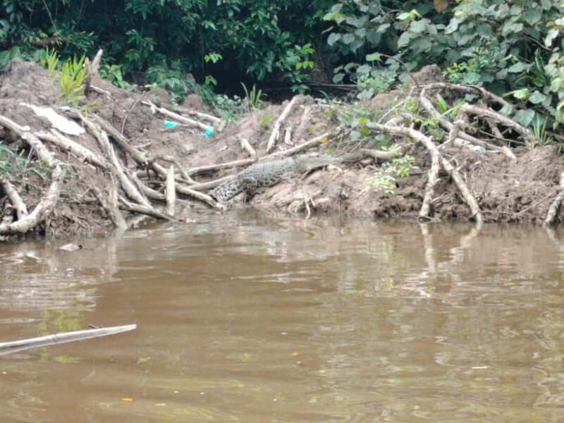 Bongawan Wetland: Proboscis Monkey and Fireflies Shared Tour - The Detailed Journey Through Bongawan Wetland