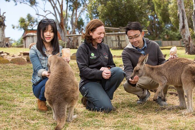 Bonorong Wildlife Park and Richmond Afternoon Tour from Hobart - Discover Tasmania’s Wildlife and Historic Richmond on a Guided Afternoon Tour from Hobart