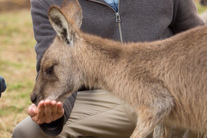 Bonorong Wildlife Park and Richmond Afternoon Tour from Hobart - Key Points
