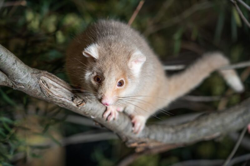 Bonorong Wildlife Sanctuary Guided Night Tour - A Practical Look at the Bonorong Night Tour