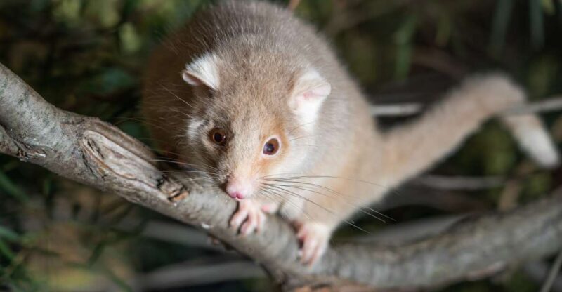 Bonorong Wildlife Sanctuary Guided Night Tour - The Sum Up