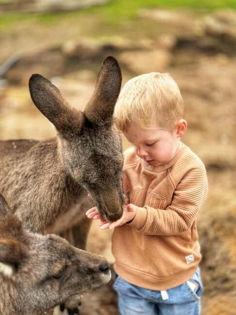 Bonorong Wildlife Sanctuary Half-Day Tour from Hobart - Bonorong Wildlife Sanctuary Half-Day Tour from Hobart