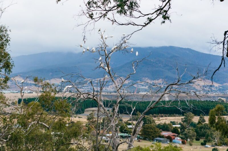 Bonorong Wildlife Sanctuary Half-Day Tour from Hobart - Who Should Consider This Tour?