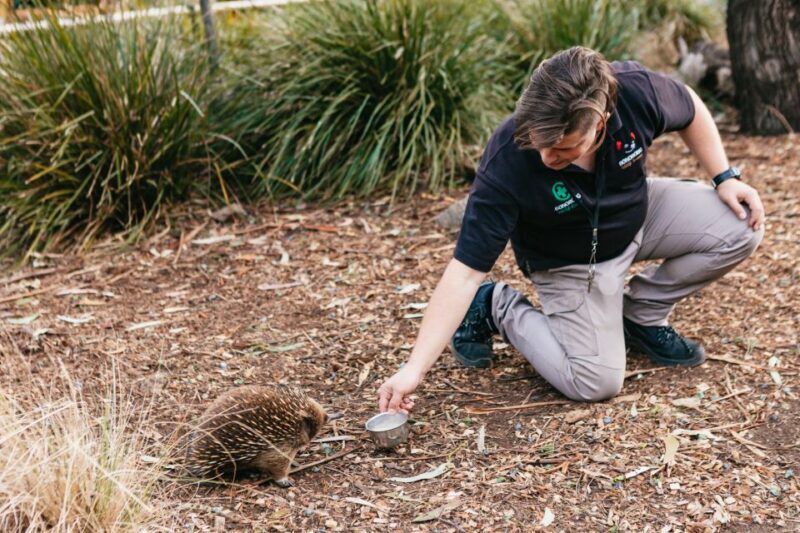 Bonorong Wildlife Sanctuary Half-Day Tour from Hobart - FAQs