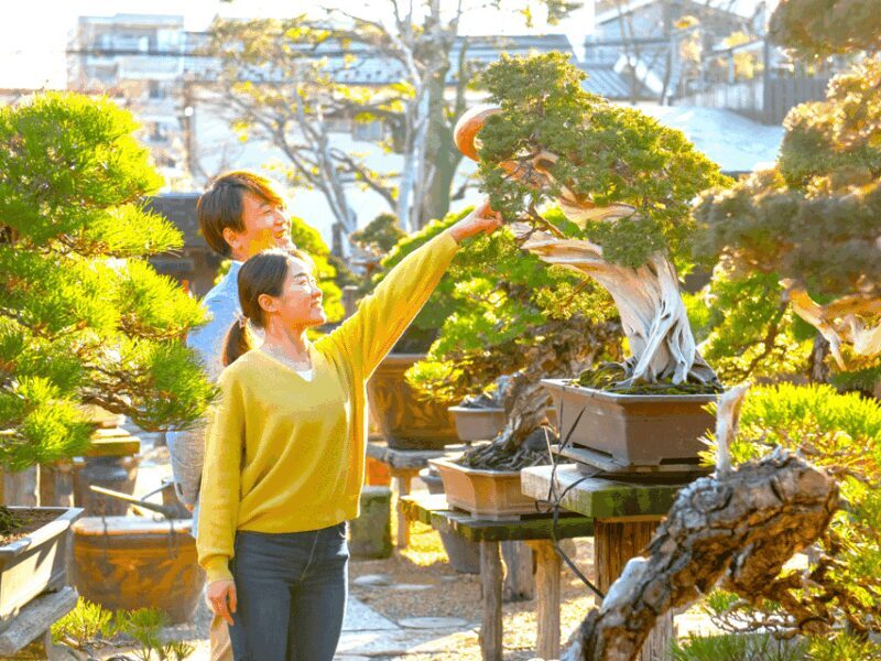 Bonsai Tour & Experience at the Most Sacred Bonsai's City - FAQ
