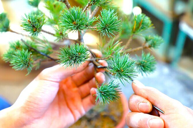 Bonsai Tour & Experience at the Most Sacred City for Bonsai in JP - The Complete Guide to the Bonsai Tour & Experience