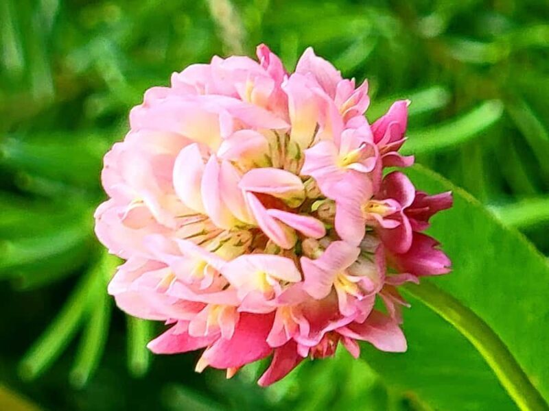 Book Private Tour for Banff-Yoho-Kootenay & Jasper Parks - Key Points