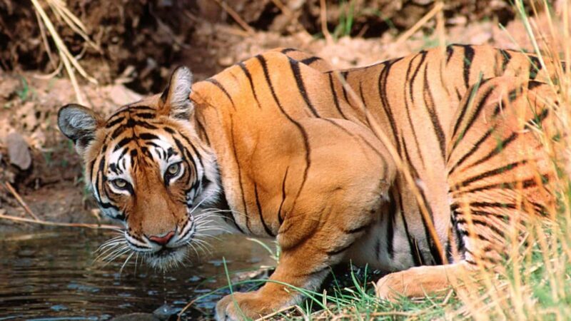 Book Tiger Safari Same Day Tour/Ranthambore Tiger Hub - Key Points