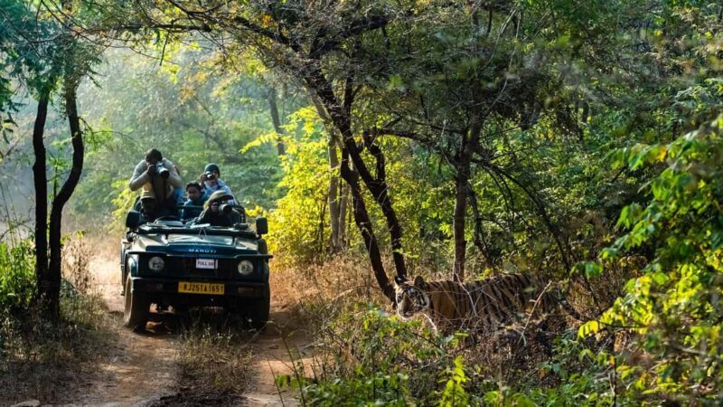Book Tiger Safari Same Day Tour/Ranthambore Tiger Hub - Exploring the Itinerary and Experience