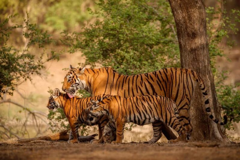 Book Tiger Safari Same Day Tour/Ranthambore Tiger Hub - Who Should Consider This Tour?
