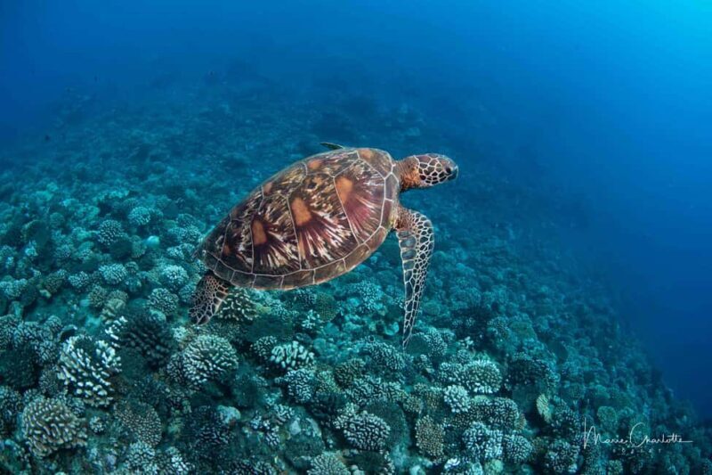 Bora Bora: 1 afternoon dive for certified divers - Key Points