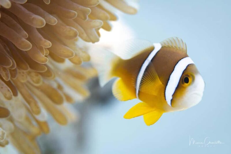 Bora Bora: 1 afternoon dive for certified divers - Exploring Bora Bora’s Underwater World