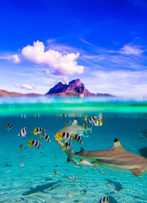 Bora Bora: Full-Day Lagoon Snorkelling Tour - Frequently Asked Questions