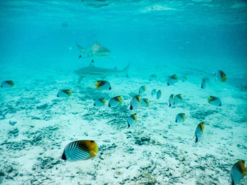 Bora Bora: Half-Day Lagoon Snorkelling Tour - Exploring the Lagoon: What to Expect