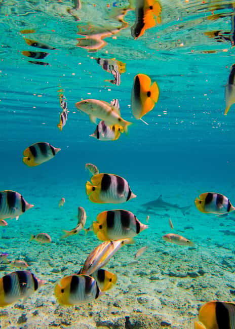 Bora Bora: Half-Day Lagoon Snorkelling Tour - The Sum Up