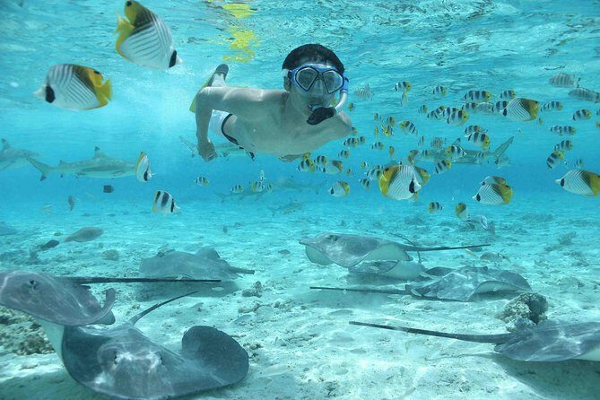 Bora Bora Jet Ski Tour, & Eco Shark / Ray Snorkel Cruise - Final Thoughts