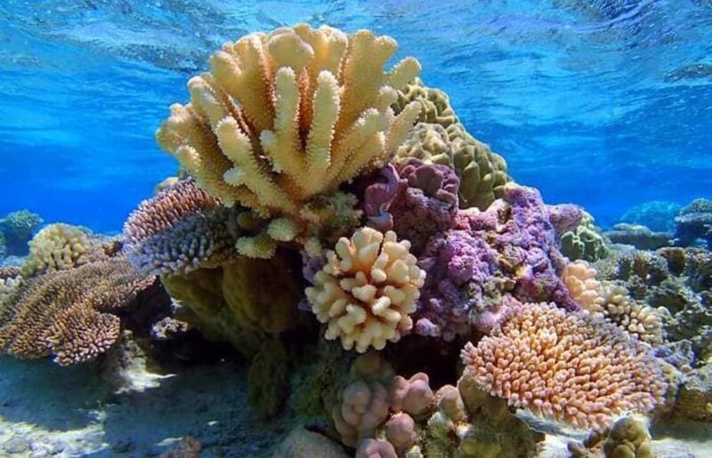 Bora Bora: Lagoon Snorkeling Half-Day Private Boat Tour - Exploring the Bora Bora Lagoon: A Detailed Review
