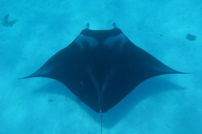 Bora Bora Lagoon Snorkeling Tour by Private Boat - An In-Depth Look at the Bora Bora Lagoon Snorkeling Tour