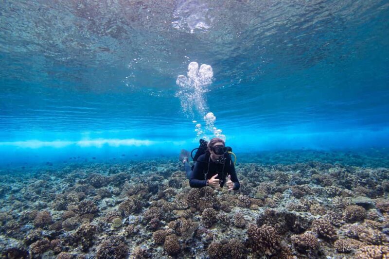 Bora Bora: Morning 2 tank dive for certified divers - Key Points