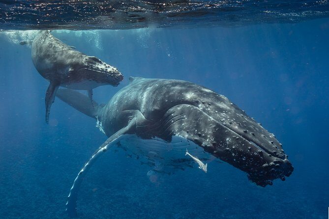 Bora Bora Whale Watching - The Value of This Experience