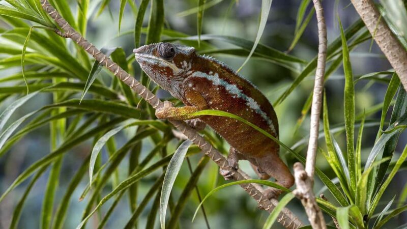 Bordano: Butterfly House Entry Ticket - Key Points
