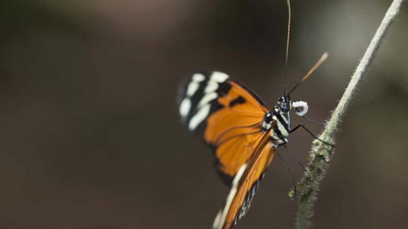 Bordano: Butterfly House Entry Ticket - Exploring the Butterfly House in Detail