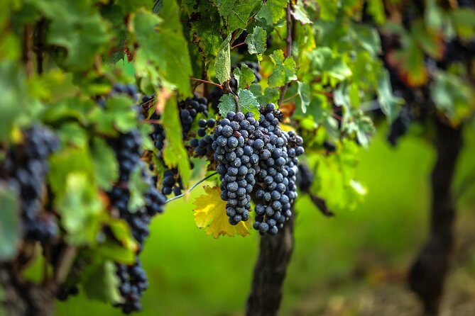 Bordeaux Cruise Port Shore Excursion: Full-Day Private Medoc Wine Tour - Frequently Asked Questions