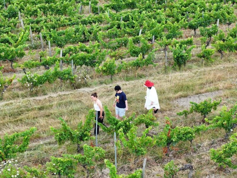 Bordeaux: Explore an Organic Family Vineyard with Tasting - Frequently Asked Questions
