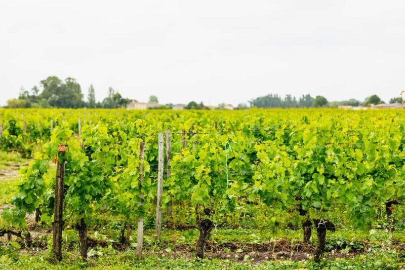 Bordeaux: St. Emilion Day Trip with Wine Tasting and Lunch - FAQ