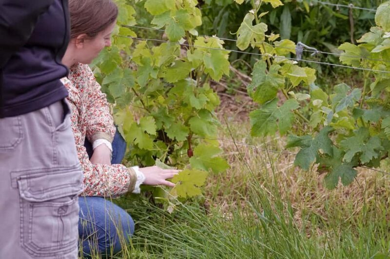Bordeaux: St. Emilion Wine and E-Bike Tour with Lunch - The Value of This Tour