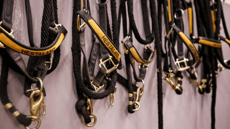 Borgarnes: Horseback Riding Tour with Prep Lesson - Authentic Riding in a Safe and Friendly Environment