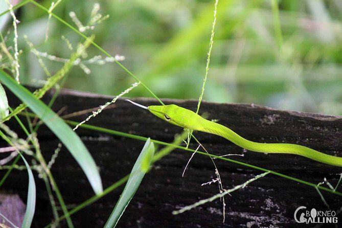 Borneo Kinabatangan River Cruise Day Trip - Exploring the Borneo Kinabatangan River on a Day Trip